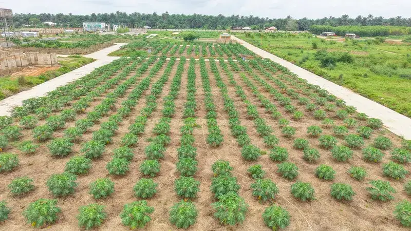 Ibom Model Farm
