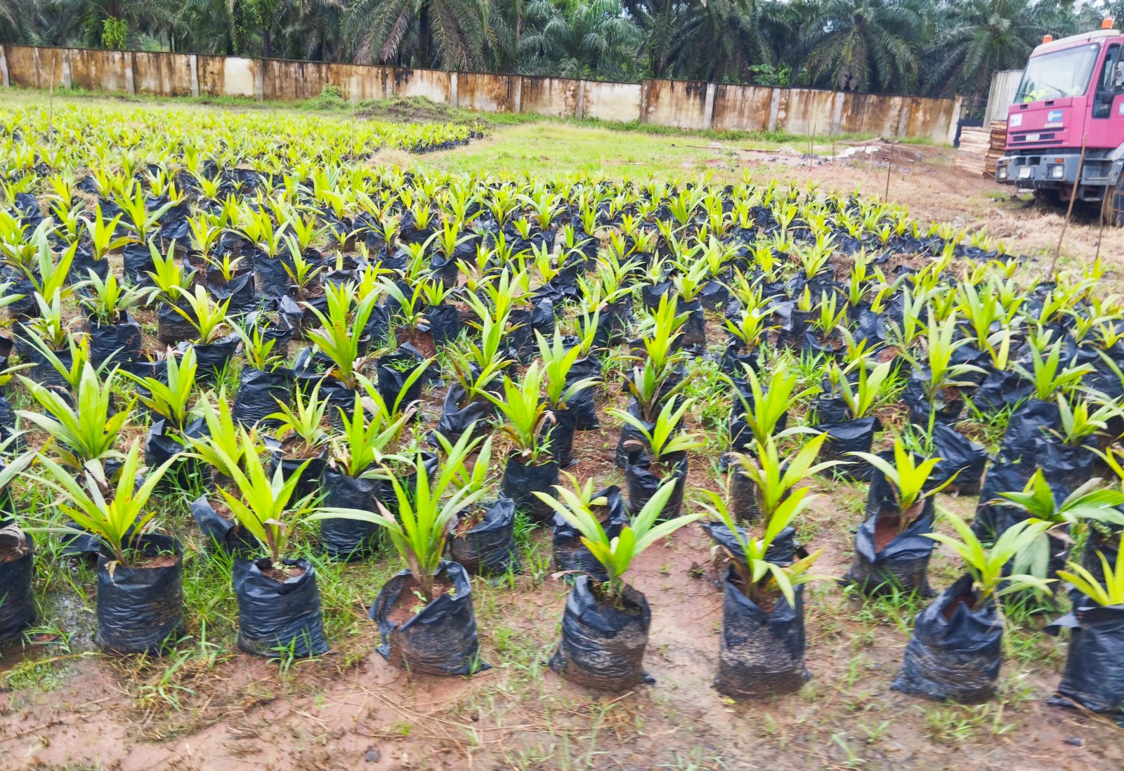 Rows of oil palm seedlings in polybags at the walled estate nursery