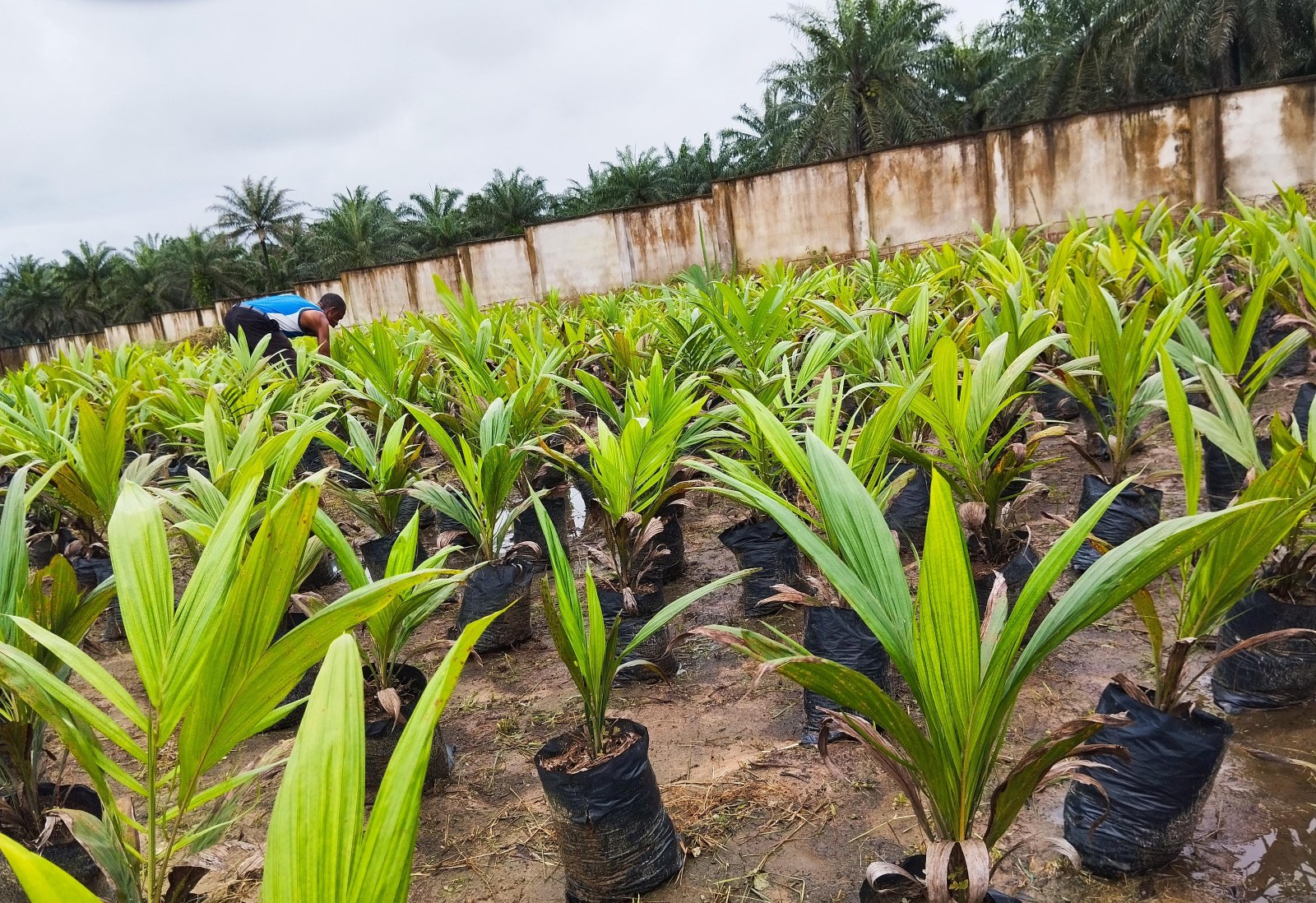 Oil palm seedlings in the estate nursery with mature palms beyond the fence