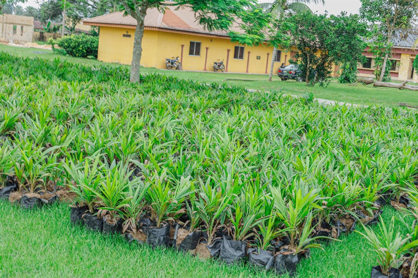 Oil palm seedlings for farmers