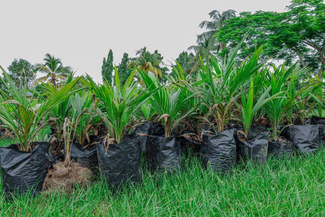 Oil palm seedlings for farmers