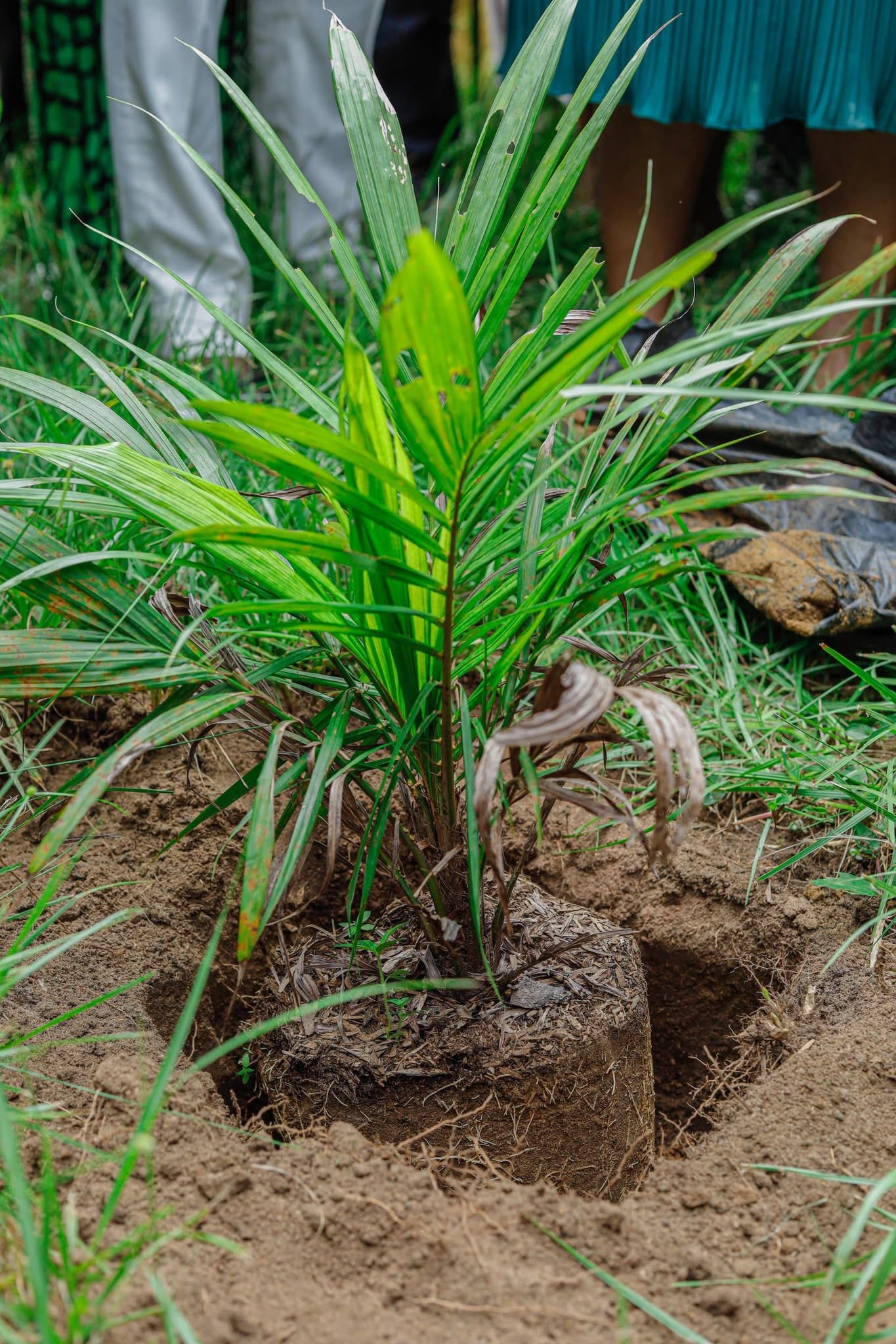 Oil palm seedlings for farmers