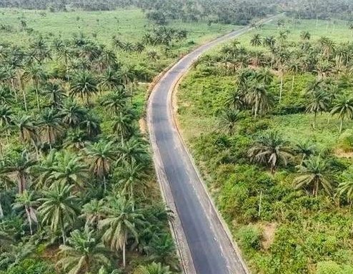 Aerial view of the new road curving through palm farmland